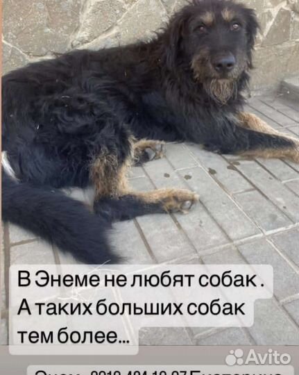 Добрый, большой пёс