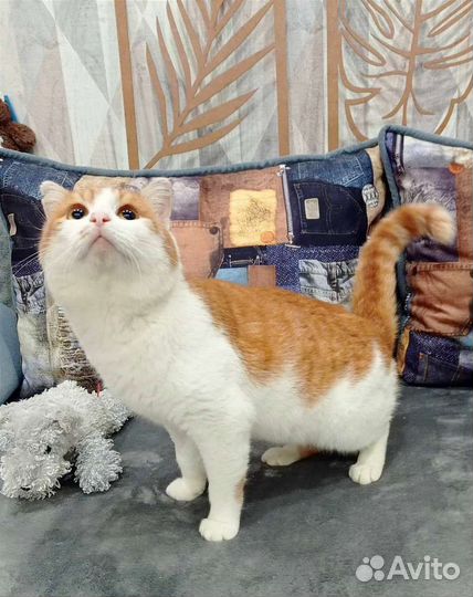 Котик в добрые руки
