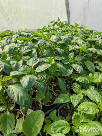 Рассада помидор, перца и баклажан