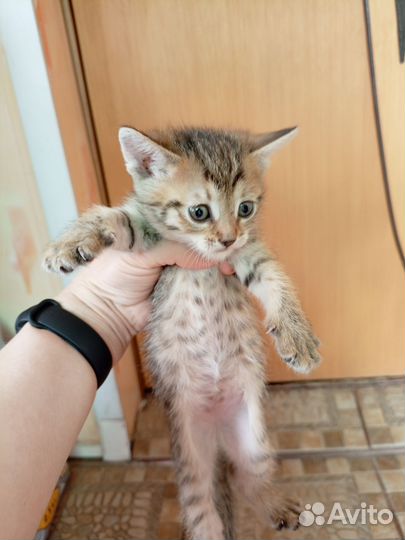 Котодетки в добрые руки