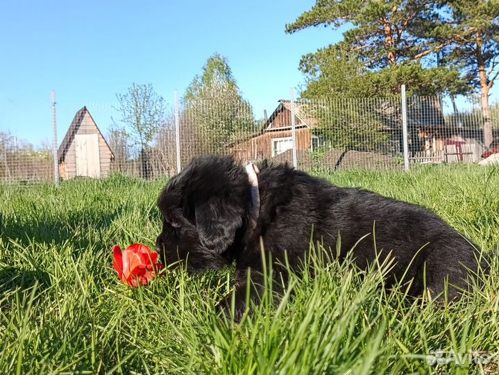 Щенки ньюфаундленда