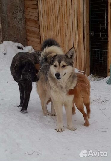 Лунтик ищет дом