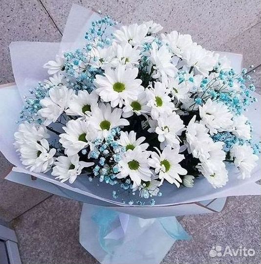 Хризантема