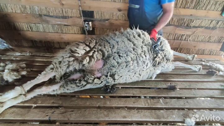 Стрижка овец,электро машинкой 100голов за 1день