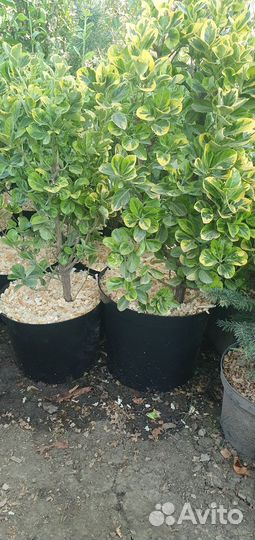 Бересклет форчуна