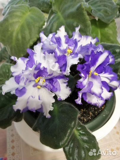 Фиалка сортовая