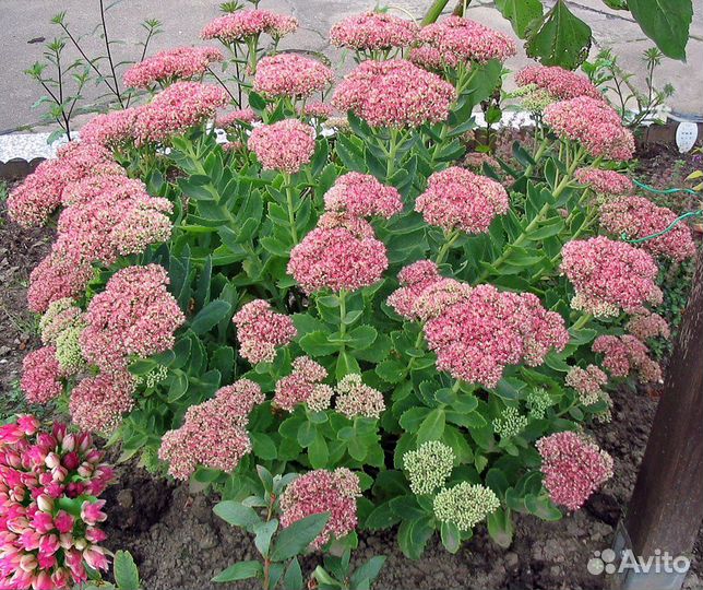 Очиток обыкновенный