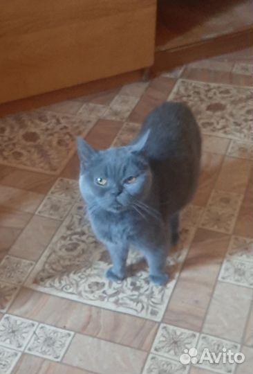 Котики в самые добрые ручки