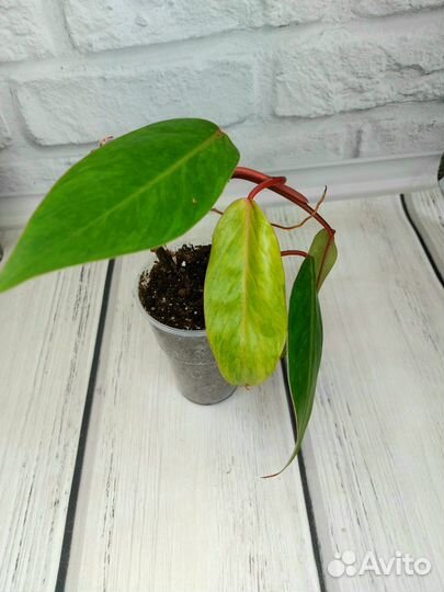 Мединилла sedifolia, ардизия вариегатная