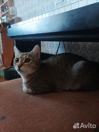 Кошка