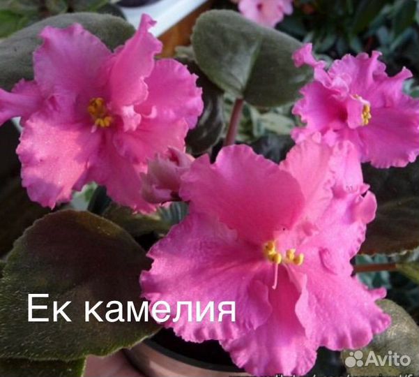 Детки фиалок