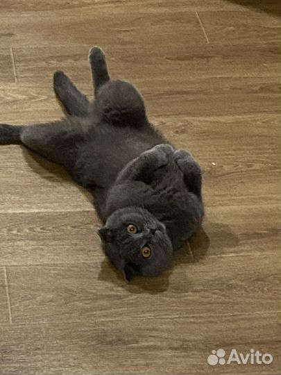 Кошечка в добрые руки