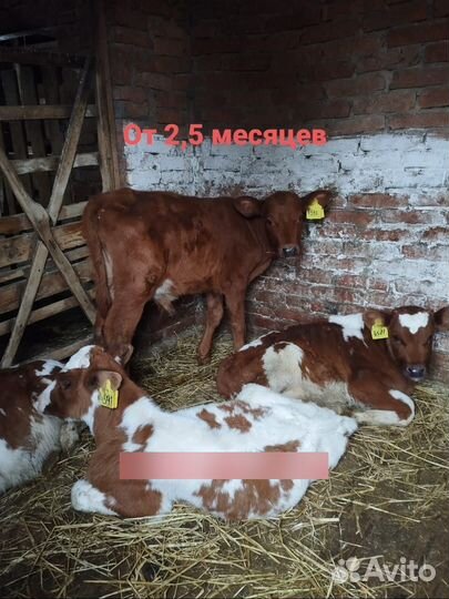 Бычки