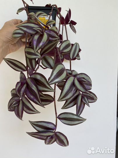 Комнатные растения цветы