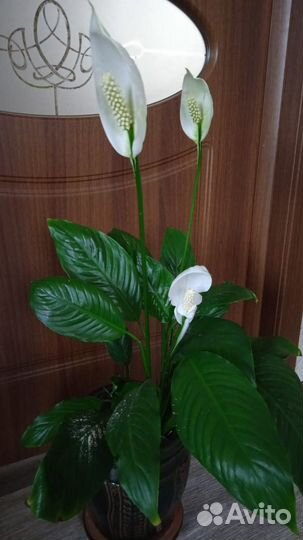 Спатифиллум