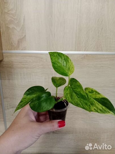 Сциндапсусы,Эпипремнумы, Филодендрон