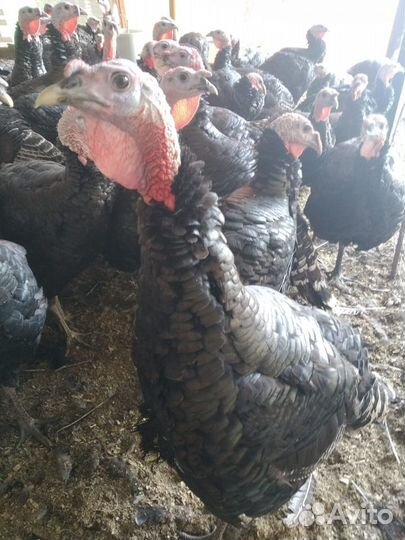 Индюки (самец)