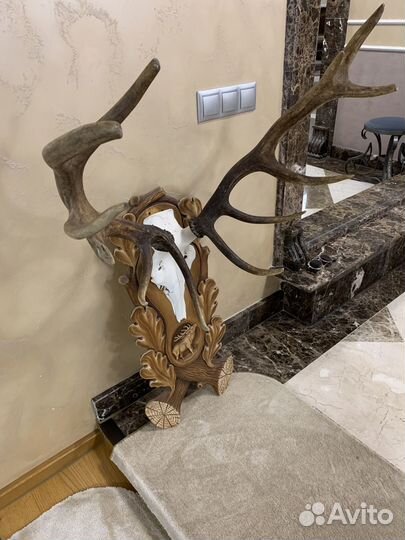 Настенное панно, рога лося, на стену, медальон