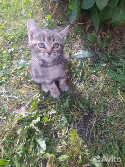 Кошка в дар