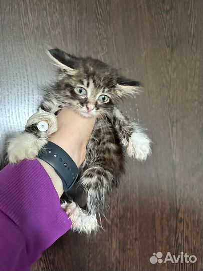 Котенок в добрые руки