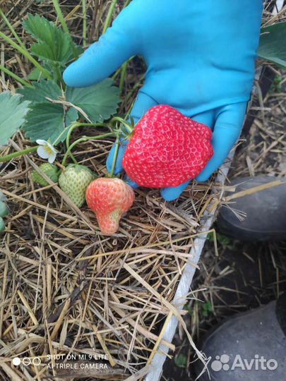 Рассада клубники