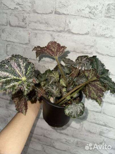 Бегония Tangalooma