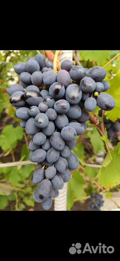 Виноград (взрослые кусты )
