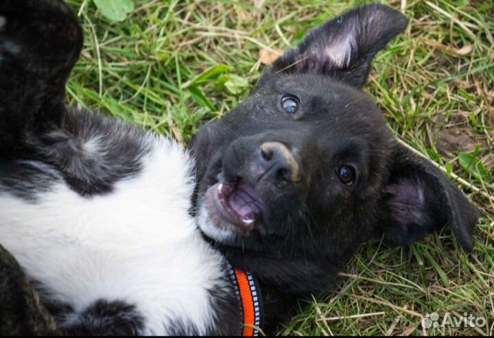 Хлоя, Белка и Тигран, 3 месяца. В добрые руки )