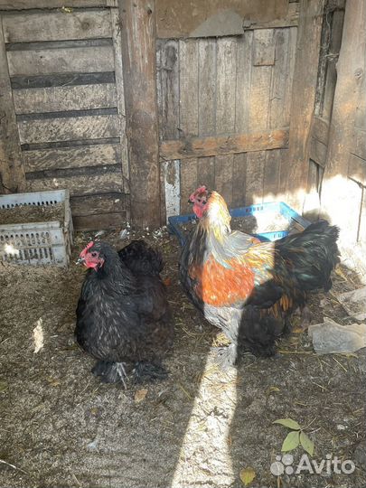 Куры несушки