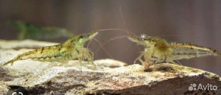 Аквариумные креветки неокардины, wild