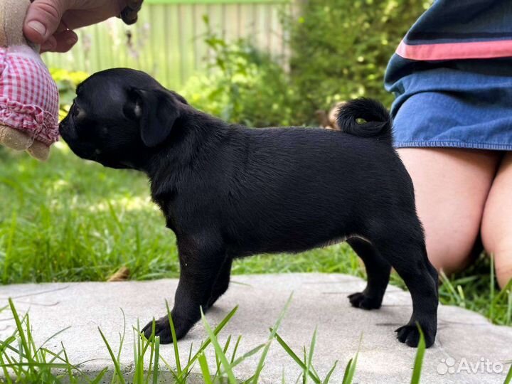 Щенки мопса