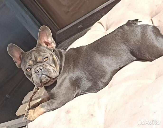 Французский бульдог кабель вязка