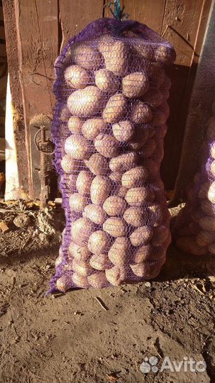 Картофель