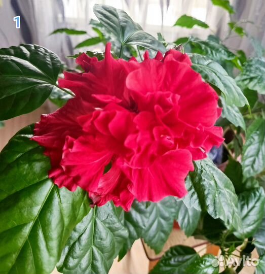 В горшке Монстера,бамбук счастья, гибискус, фикус