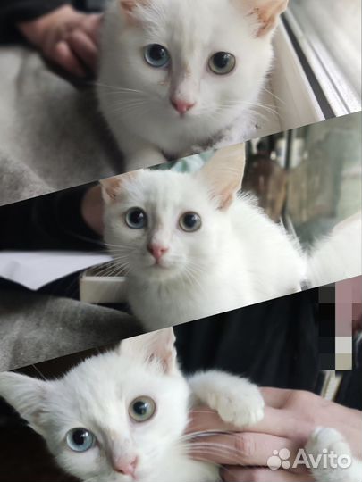 Кот Топаз