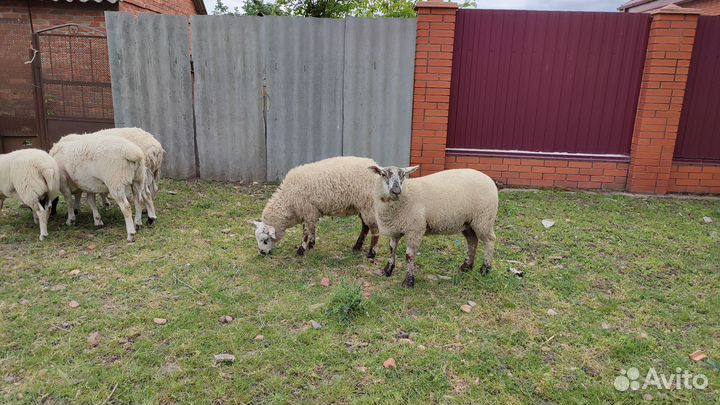 Бараны суффолки и дорперы на племя