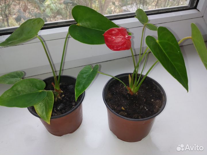 Комнатные цветы Антуриум