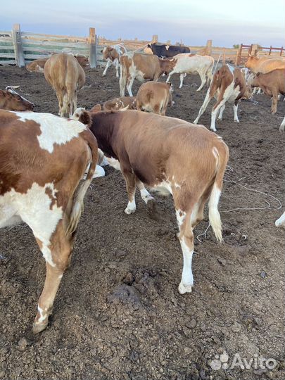 Коровы с телятами