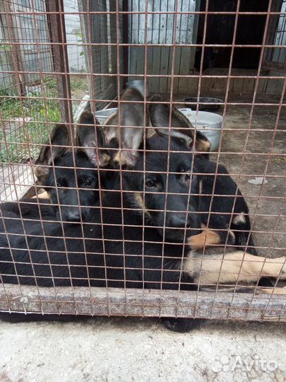 Щенки немецкой овчарки