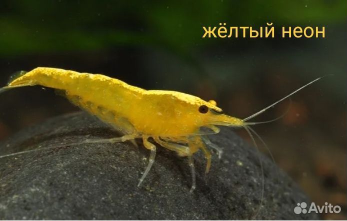 Аквариумные креветки