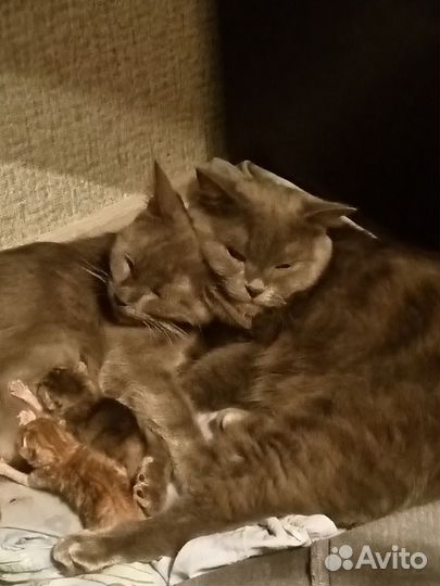 Британские котята