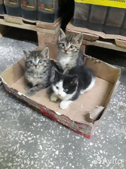 Домашние животные кошки