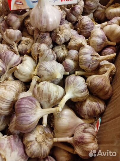 Кабачки, цукини, тыквы капуста итд