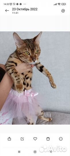 Бенгальская кошка