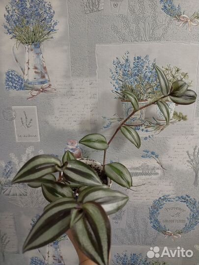 Традесканция