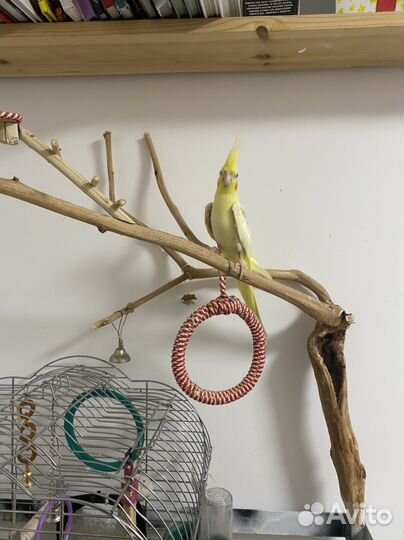 Попугай корелла девочка