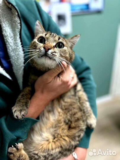 Котик Батончик ищет семью