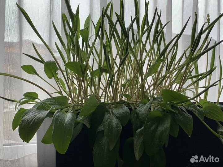 Дримиопсис