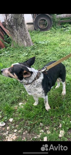 Ищет дом не большая Собачка Лика