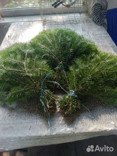 Пихтовые и берёзовые веники